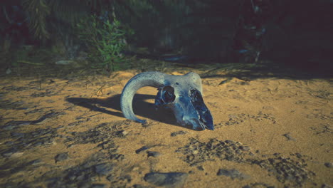 close-up of a ram skull in a desert setting