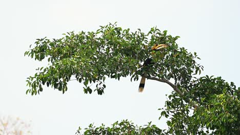 Great-Hornbill,-Buceros-bicornis,-picking-ripened-fruits-on-its-left-side-with-it-huge-long-bill-and-tossing-them-up-and-then-it-swallows