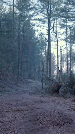 sendero forestal congelado