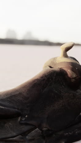 close up of a worn leather saddle in the desert