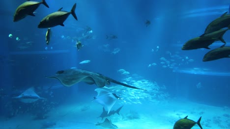 aquatic animals swimming in a large aquarium