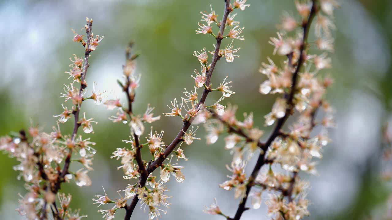 빗방울이 맺힌 나무에 막 피어난 하얀 벚꽃