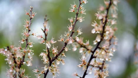 white cherry blossoms just bloomed on a tree with raindrops