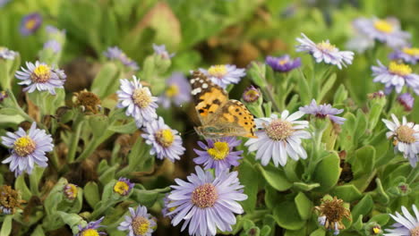 Painted-Lady-Mariposa-Alimentándose-De-Flores-De-Aster-Rosa