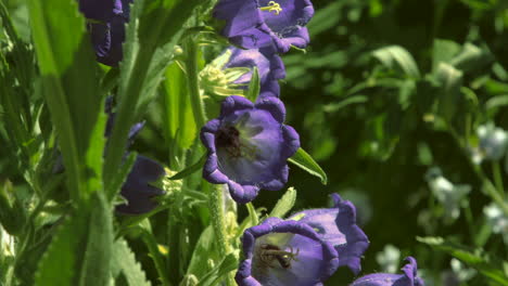 abejas en flores de campana moradas