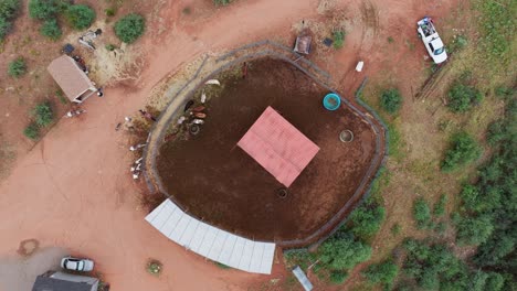 Drone-top-down-rising-view-above-horses-eating-in-round-corral-paddock