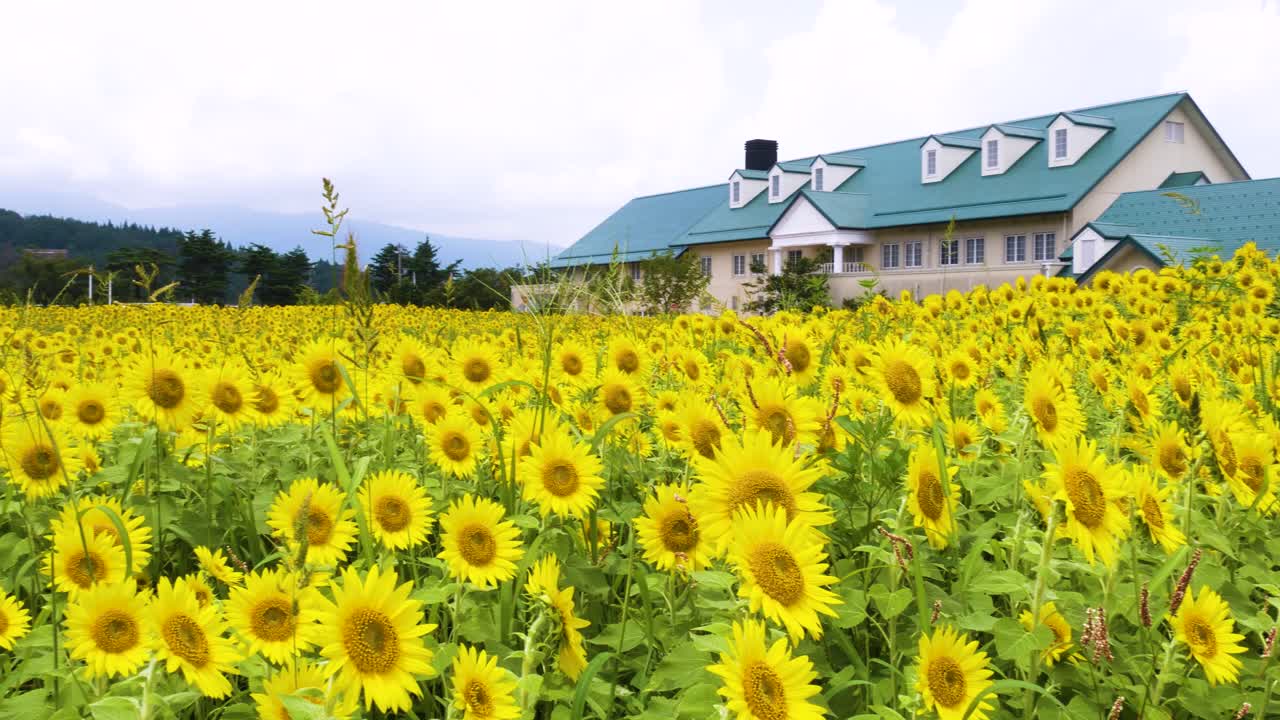 Sunflower field on a cloudy day In Toyama Japan