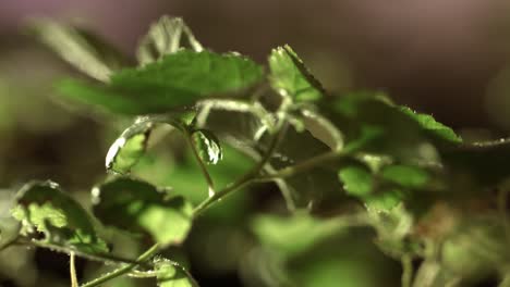 Green-leaves-of-plant-in-sunny-rays.-Green-plant-with-leaves-growing-in-forest