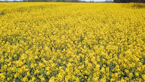 Aerial-Shot-Of-Yellow-Canola-Fields