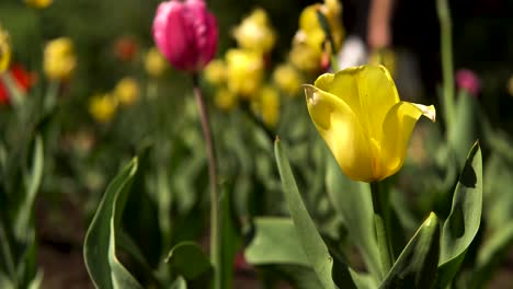 tulipanes amarillos en un jardín