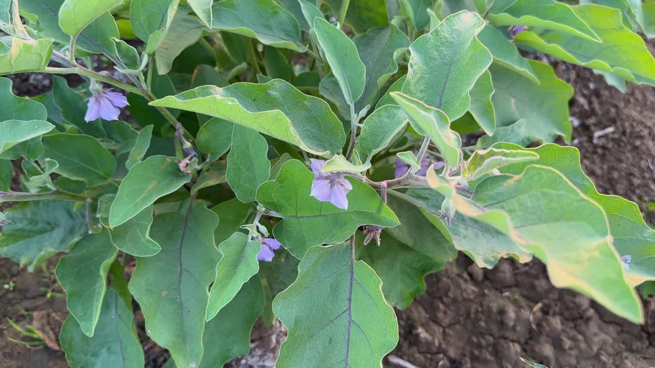 Carrellata di Brinjal o melanzana in fiore