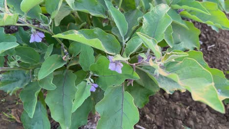 tracking shot of brinjal or eggplant flowering