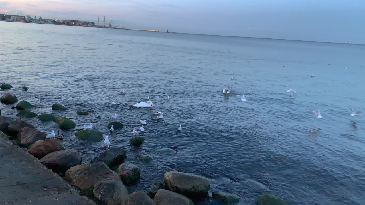 Seagulls and swans gather at the seaside and wait for food, someone throws food into the water, birds sit on stones