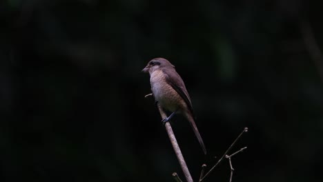 facing to the left then hops around to show its back while perched on a bamboo twig, brown shrike lanius cristatus, philippines