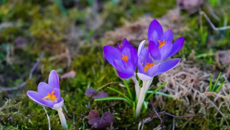 Hacer-Zoom-En-Las-Flores-De-Primavera