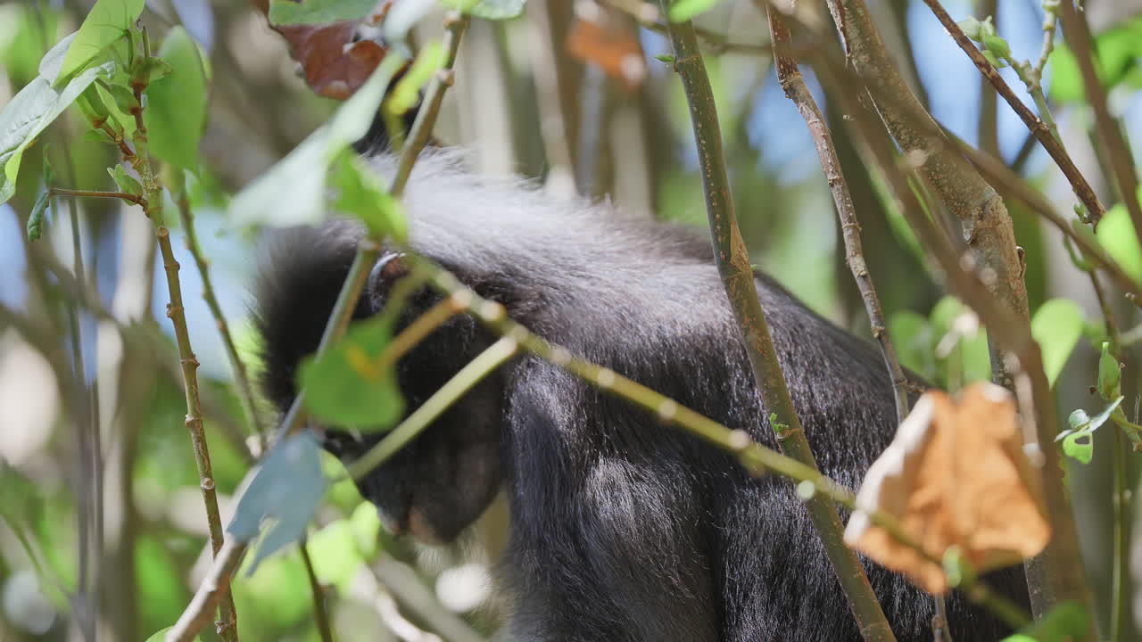 dusky leaf monkeys filmed in langkawi island, malaysia