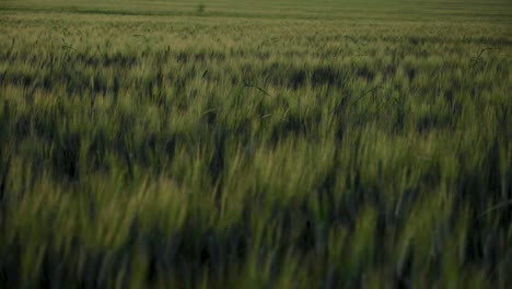 Grünes-Weizenfeld-Im-Sanften-Abendlicht,-Entspannende-Hintergrundtextur