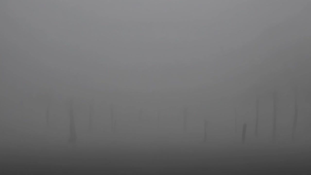 Fog enveloping distant trees creates an eerie, mysterious landscape, featuring a muted color palette that enhances the tranquil atmosphere of nature in a cold, damp setting