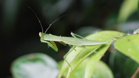 Die-Grüne-Gottesanbeterin-Im-Garten