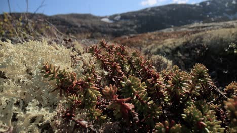 arctic tundra lichen moss close-up. found primarily in areas of arctic tundra, alpine tundra, it is extremely cold-hardy. cladonia rangiferina, also known as reindeer cup lichen