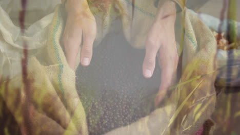 composite of hands digging in sack of berries, and moving grass in sunlight