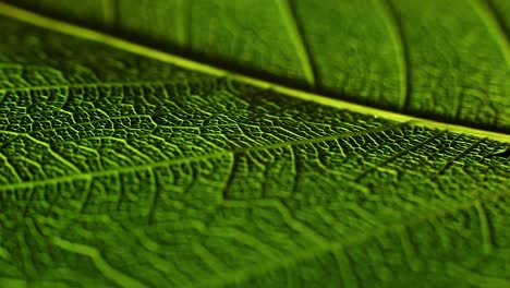 rotating leaf feather and flower on turntable with dark black background an shallow field of depth