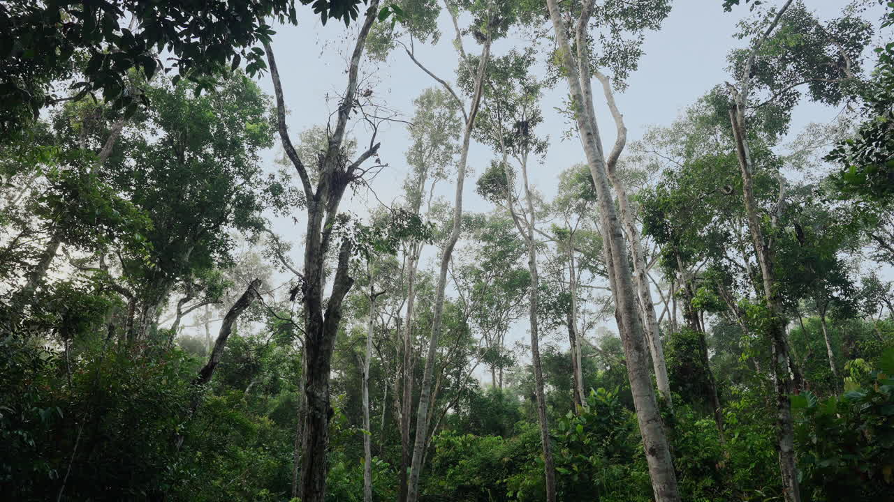 Tropical Rainforest Canopy