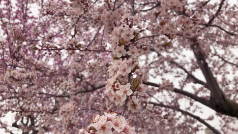 las flores de primavera las flores de primavera