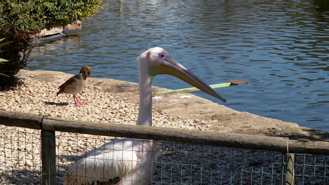 Pelicano Branco e Aves Aquáticas Perto de um Lago em um Dia Ensolarado