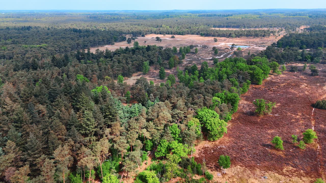 Vast wooded landscape with small pond and bare meadows. Wilderness of the Netherlands. Aerial perspective.