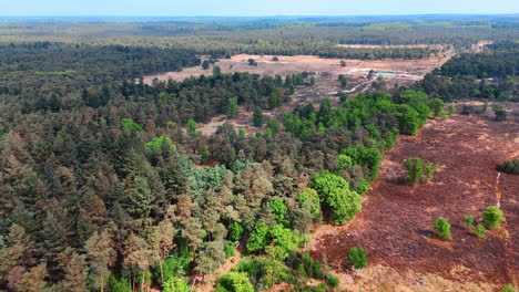 vast wooded landscape with small pond and bare meadows. wilderness of the netherlands. aerial perspective.