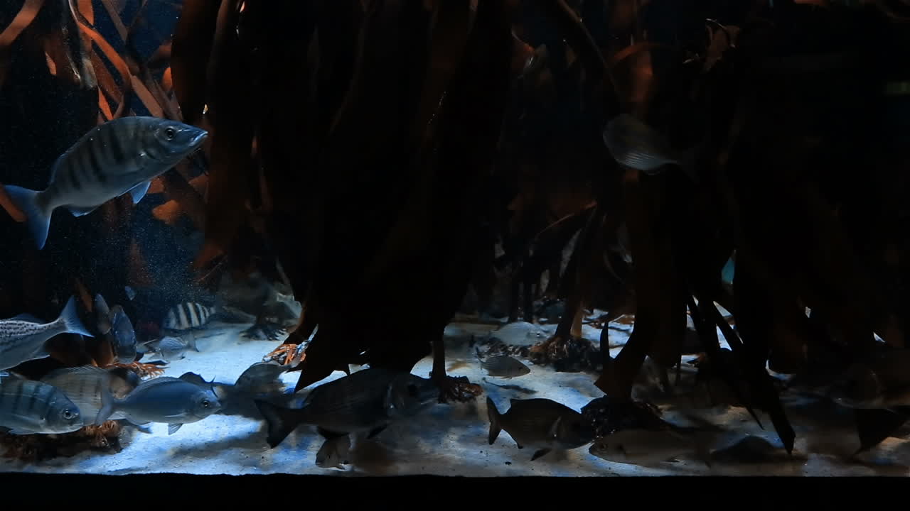 peces tropicales nadando en un tanque