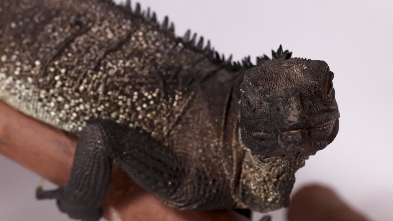 A black Hydrosaurus lizard rests on a branch against a white background in studio lighting