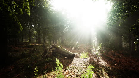 madera mística en la mañana brumosa