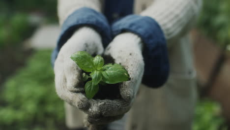 Hands in gloves holding a young plant with soil