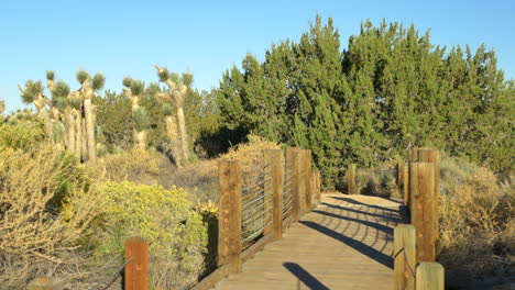 Slide-left-along-an-empty-wooden-walking-bridge-in-a-desert-habitat-nature-preserve-with-Joshua-Trees-during-sunrise-golden-hour-in-Antelope-Valley,-California