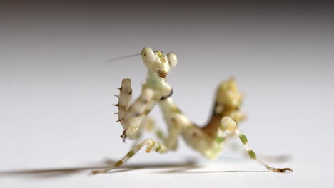 white mantis licks itself. macro shot in uhd