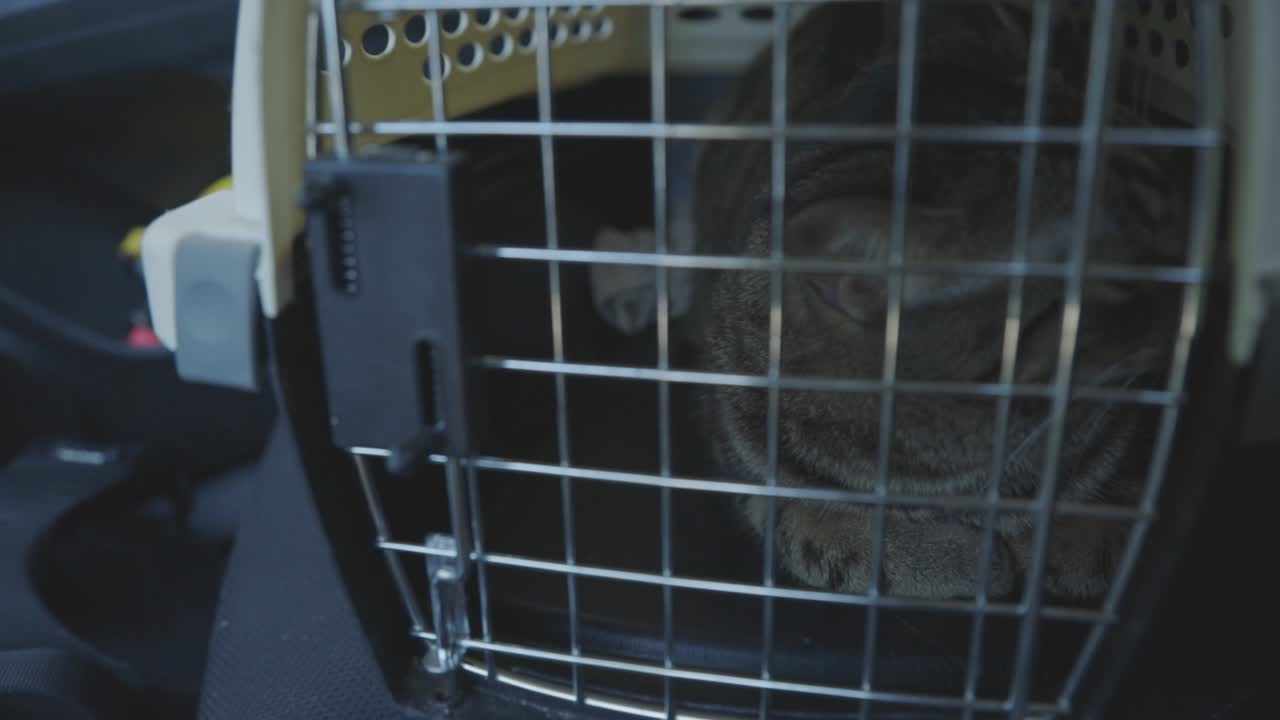 ペットキャリアの中で外を見ながら鳴いている縞模様の猫 - クローズアップショット。