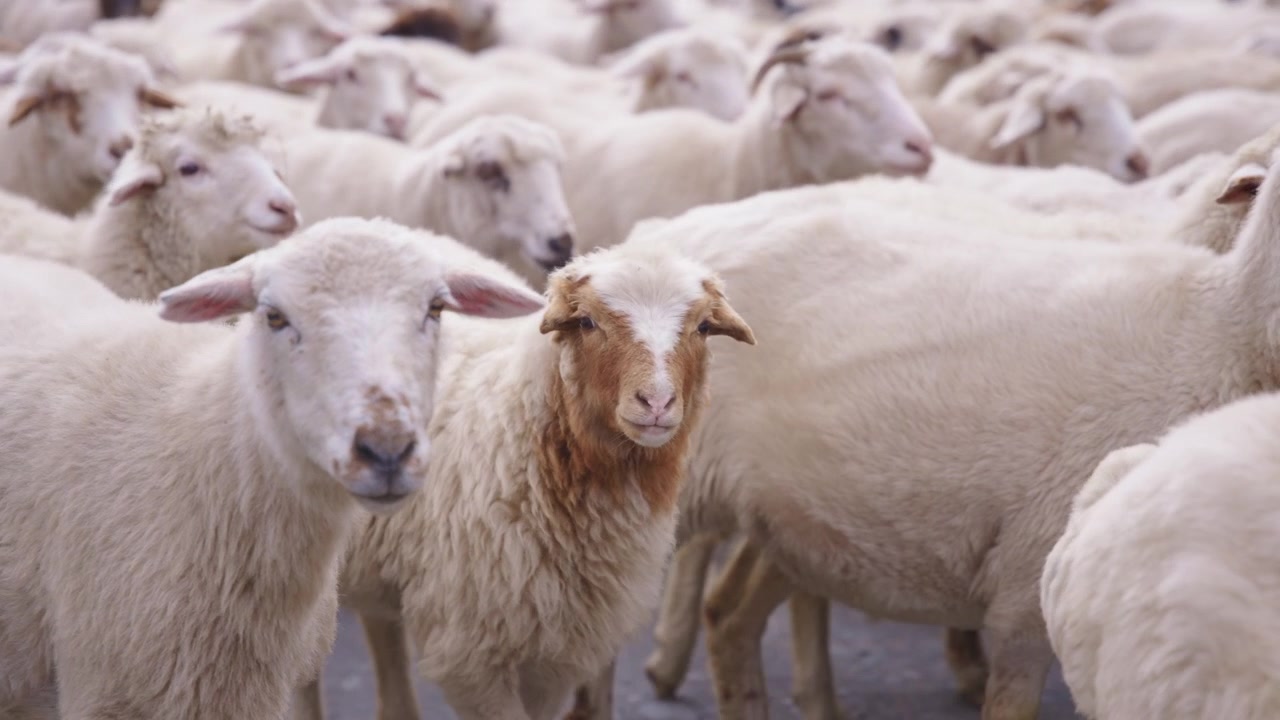 Un gregge di pecore che cammina compatto