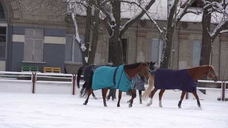 Braunes-Pferd-Läuft-Im-Schnee,-Bedeckt-Mit-Einem-Deckenmantel,-Um-Sich-Im-Winter-Warm-Zu-Halten,-Hölzerner-Ranchzaun-Und-Bäume-Im-Hintergrund