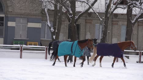 Brown-horse-walking-in-snow,-covered-with-a-blanket-coat-to-keep-warm-during-winter,-wooden-ranch-fence-and-trees-in-background