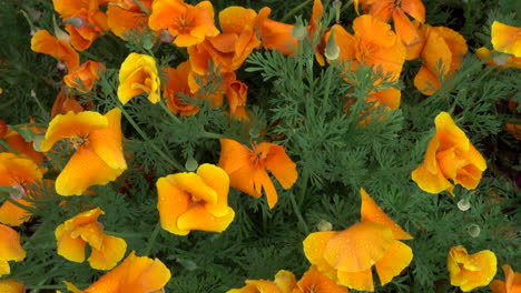 a flower garden of poppies blowing in the breeze