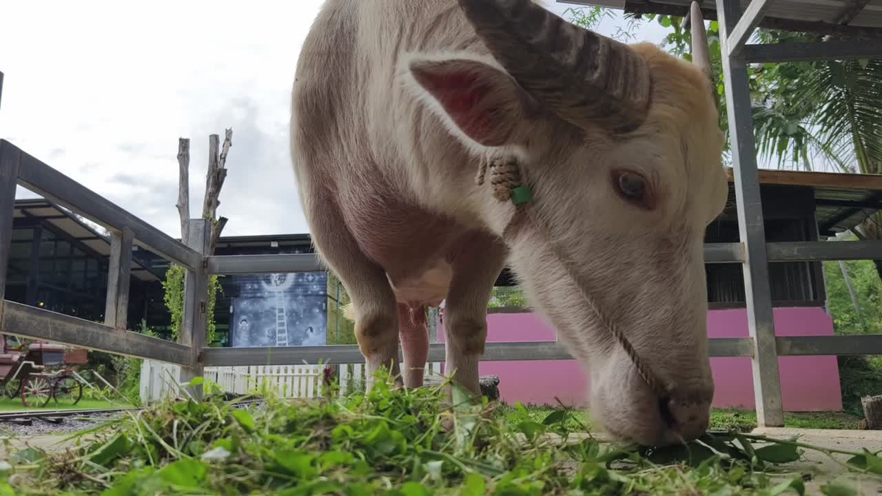 물 버팔로 (water buffalo) 는 풀을 먹는다.