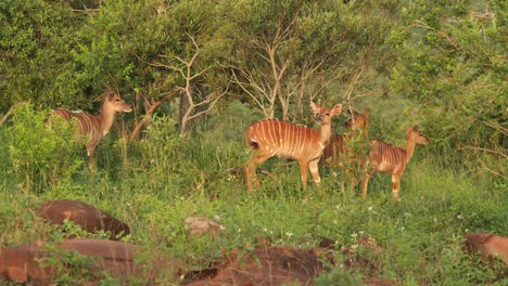 Herde-Weiblicher-Nyala,-Die-Sich-In-Der-Nachmittagssonne-Auf-Einem-Naturschutzgebiet-Aalen