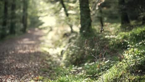 Branches-and-leaves-on-the-ground-leading-to-a-path-during-golden-hour,-with-sun-rays-on-grass-and-trees