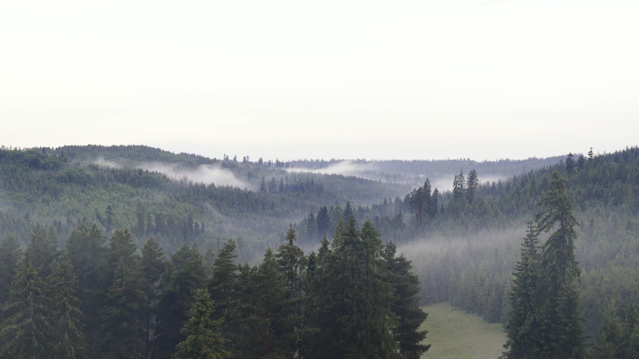 Timelapse of dancing fog in vast spruce forests