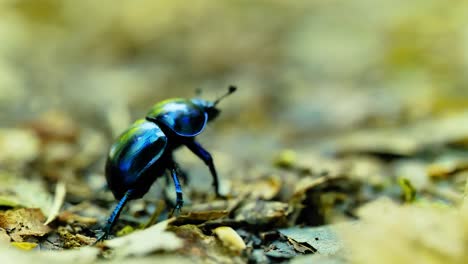 Una-Fotografía-De-Primer-Plano-Que-Captura-Los-Detalles-Intrincados-Y-El-Tono-Azul-Iridiscente-De-Un-Escarabajo-Sobre-Un-Fondo-Natural-Suavemente-Borroso,-Mostrando-La-Fragilidad-De-La-Criatura.