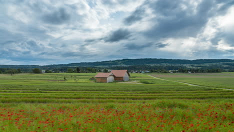 evening mood in a red flower field with an approaching storm
