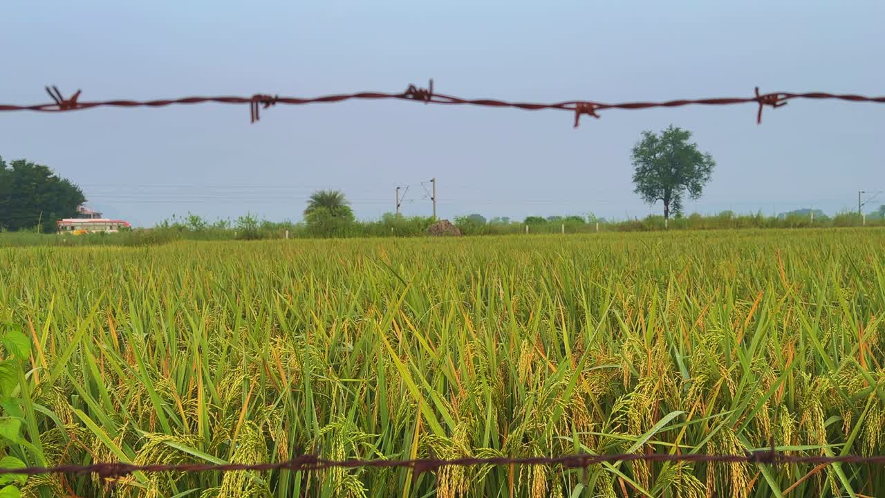 A static shot of a lush rice field viewed through a barbed wire fence, with a bus passing in the distance under a soft blue sky, capturing the calm essence of rural life