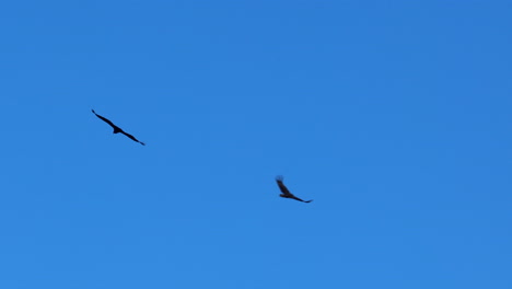 Buitre-Leonado-Se-Eleva-Sin-Esfuerzo-A-Través-De-Un-Cielo-Azul-En-Andalucia-España-Slo-Mo